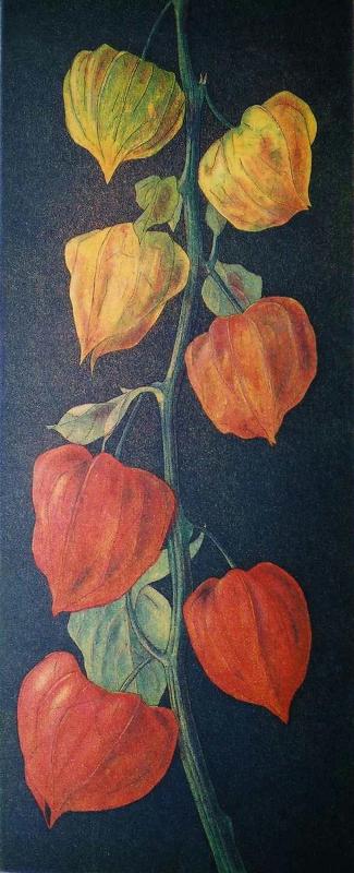 YW11124._Chinese_Lanterns_Getting_Colours%60_.jpg